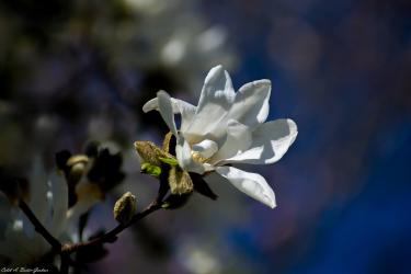 Thumbnail of Blooming Flower