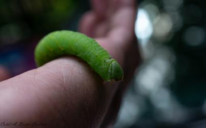 Thumbnail of Caterpillar