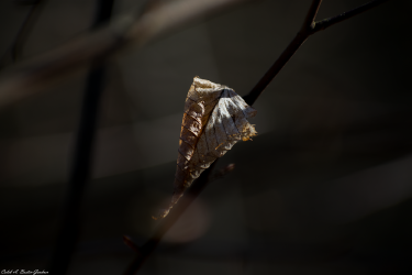 Thumbnail of Fall Flower 1