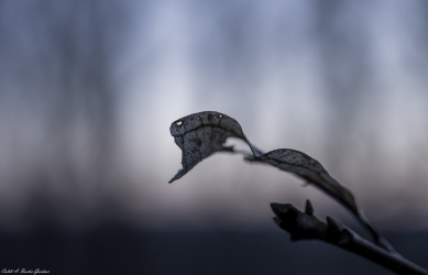 Thumbnail of Fall Flower 5