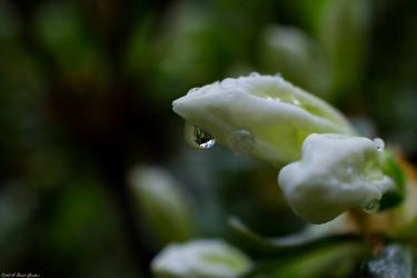 Thumbnail of Bud Drop!