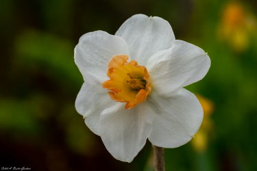 Thumbnail of Spring Flower 1