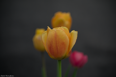 Thumbnail of Spring Flower 2