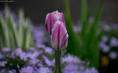 Thumbnail of Spring Flower 3