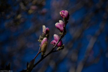 Thumbnail of Spring Flower 4