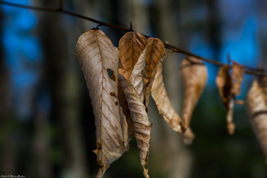 Thumbnail of Fall Flower 2