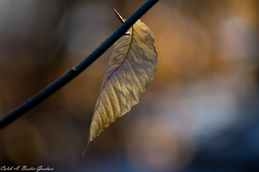 Thumbnail of Fall Flower 3