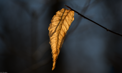 Thumbnail of Fall Flower 4