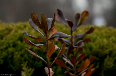 Thumbnail of Gloomy Flower