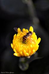 Thumbnail of Hover Fly