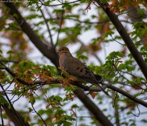 Thumbnail of Mourning Dove