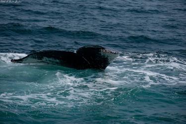 Thumbnail of Whale Tail