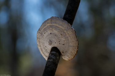 Thumbnail of Wild Mushroom