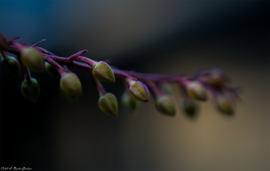 Thumbnail of Fall Flower 5