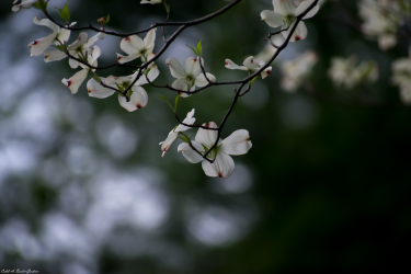 Thumbnail of Spring Flower 5